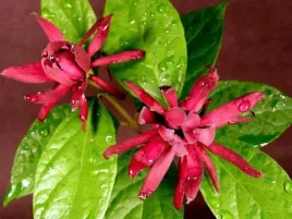 cudowny-mrozoodporny-kielichowiec-wonny