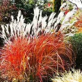 purpurowe-liscie-przepiekny-miskant-dronning-ingrid