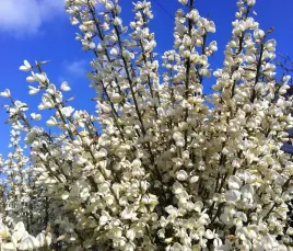 snieznobialy-zarnowiec-szczodrzeniec-albus-na-slabe-gleby