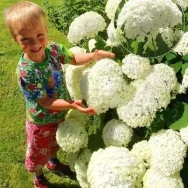 hortensja-krzewiasta-annabelle-duze-biale-kule