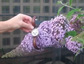 motyli-krzew-niespotykana-liliowa-budleja-guliver