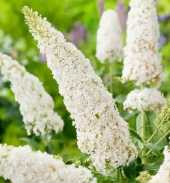 pachnaca-snieznobiala-budleja-white-profusion