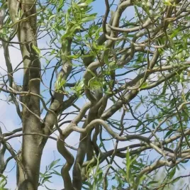 niespotykana-zakrecona-wierzba-caradoc-poskrecane-pedy