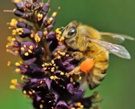 miododajna-amorfa-krzewiasta-indygowiec-p9