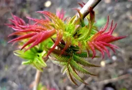 tawlina-jarzebolistna-niewymagajacy-motyli-krzew