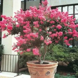 bez-poludnia-cudowna-rozowa-lagerstroemia