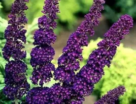 motyli-krzew-fioletowa-budleja-black-knight