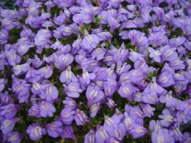 plozaca-orchidea-fioletowy-mazus-wypleni-chwasty