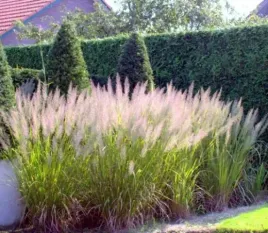 niewymagajacy-trzcinnik-krotkowlosy-ozdobna-trawa