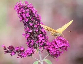 motyli-krzew-purpurowa-budleja-royal-red