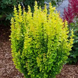 przepiekny-licencjonowany-berberys-maria-kolumnowy