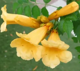 zolte-trabki-przepiekny-milin-amerykanski-flava