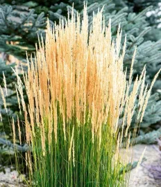 przepiekny-strzelisty-trzcinnik-karl-foerster