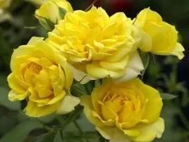 oryginalna-zolta-roza-okrywowa-yellow-fairy-geste