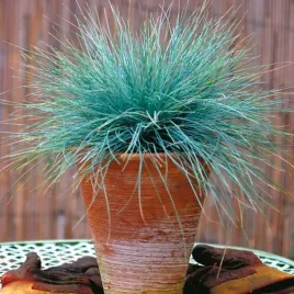 kostrzewa-sina-blue-select-ozdobna-trawka