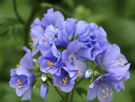 niebieski-akcent-na-rabate-miododajny-wielosil