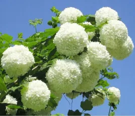 kwiaty-jak-pompony-piekna-kalina-roseum