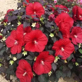 cudowny-czerwony-hibiskus-holy-grail-czarne-liscie