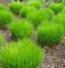 soczystozielona-turzyca-palmowa-little-midge