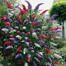 trojkolorowa-budleja-tricolor-zestaw-3-sadzonek