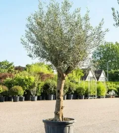 oliwka-europejska-piekne-sadzonki-100-cm-drzewko-oliwne