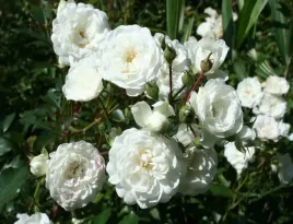 roza-okrywowa-sea-foam-kremowobiale-kwiaty