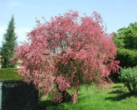 tamaryszek-ozdoba-na-slabe-gleby-piekne-sadzonki