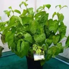 liscie-jak-bazylia-piekna-krzewuszka-lime-monster