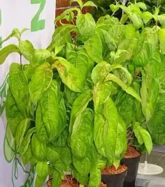 rarytas-cudowna-weigela-krzewuszka-lime-monster