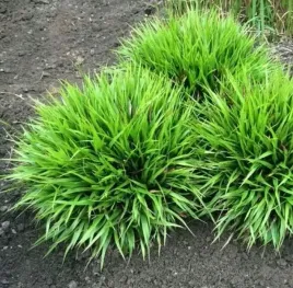 kosmatka-igel-zimozielona-niewymagajaca-trawka