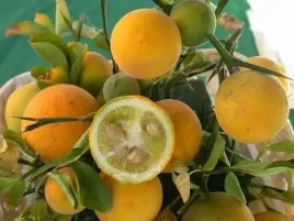 pomarancza-w-ogrodzie-mrozoodporna-ladne-sadzonki