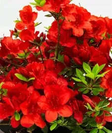 rozanecznik-azalia-czerwon-sadzonka-w-pojemniku-2l-60cm-duza-sadzonka