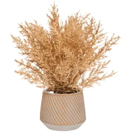 zlota-roslina-w-ceramicznej-doniczce-25-cm-iglak