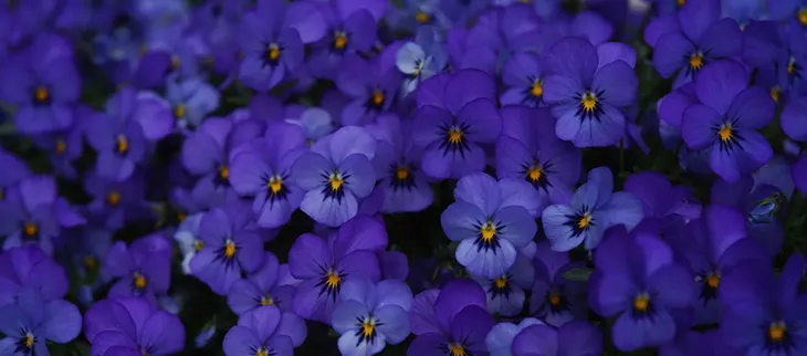 apart-kremowy-plyn-do-kapieli-prebiotyk-fiolek-750-ml-przeznaczenie-kapiel