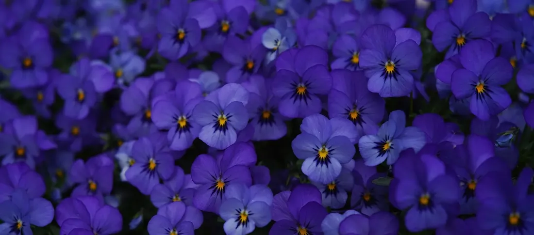 apart-kremowy-plyn-do-kapieli-prebiotyk-fiolek-750-ml