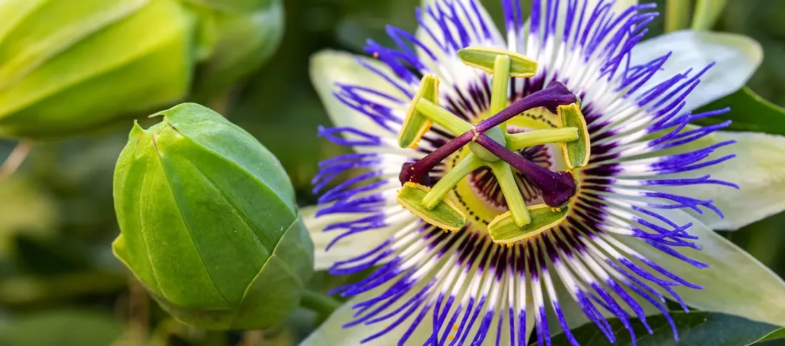 apart-kremowy-plyn-do-kapieli-prebiotyk-fiolek-750-ml