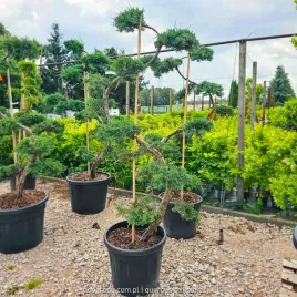 jalowiec-wirginijski-grey-owl-niwaki-bonsai-180cm-c55-zimozielony-juniper