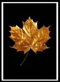 plakat-na-sciane-do-salonu-zloty-lisc-klonu-na-czarnym-tle-gold-100x70cm