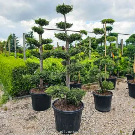 thuja-brabant-pietrowa-bonsai-niwaki-180cm-c90-tuja-zimozielona