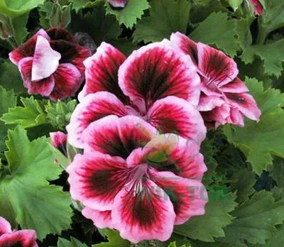 agrecol-nawoz-do-peralgoni-200-g-forma-krysztalki-mial