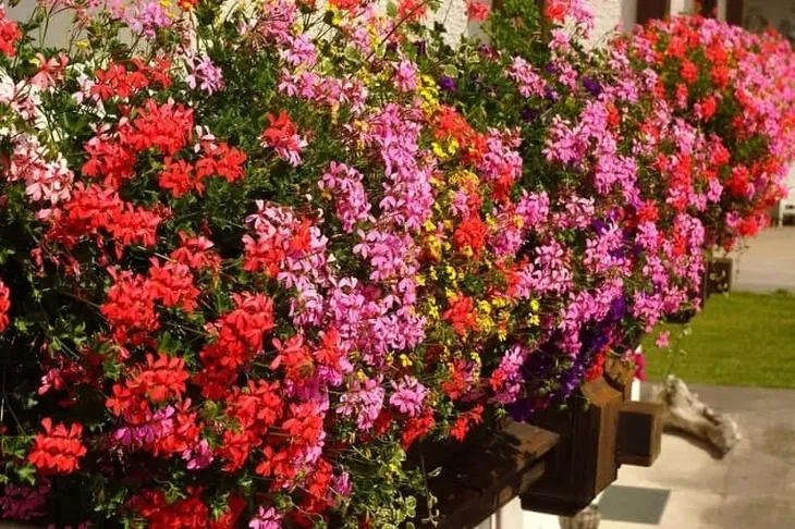 agrecol-nawoz-do-peralgoni-200-g-waga-1-kg