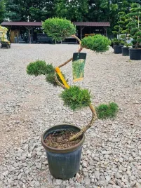 jalowiec-wirginijski-grey-owl-bonsai-100cm-c15-juniperus-virg-zimozielony