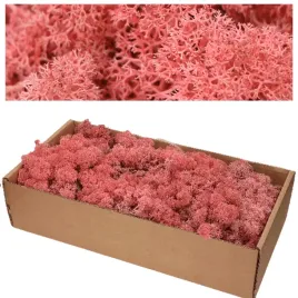 2-x-mech-chrobotek-500g-rozowy-naturalny-reniferowy-stroik-dekoracja-ozdobn