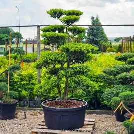 ostrokrzew-bukszpanowy-blondie-bonsai-200cm-c240-ilex-zimozielony-niwaki