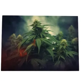 2-x-obraz-70x50-marihuana-ziolo-konopie-topy-canabis