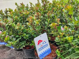 ostrokrzew-meservy-little-pirate-monnieves-c2-30cm