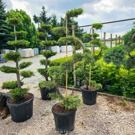 jalowiec-pfitzeriana-aurea-bonsai-niwaki-spirala-180-cm-c55-zimozielony