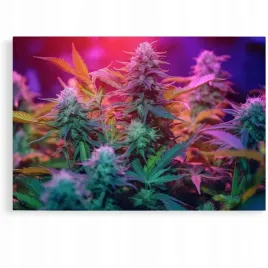 2-x-obraz-120x80-marihuana-ziolo-konopie-cannabis-3d
