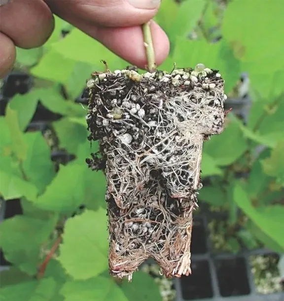 agro-perlit-2-litrow-ekodarpol-marka-ekodarpol