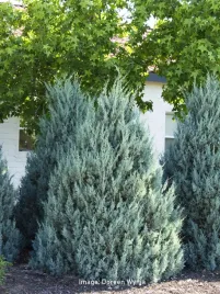 jalowiec-skalny-wichita-blue-srebrzysty-odporny-rarytas-c5-xxl-60cm